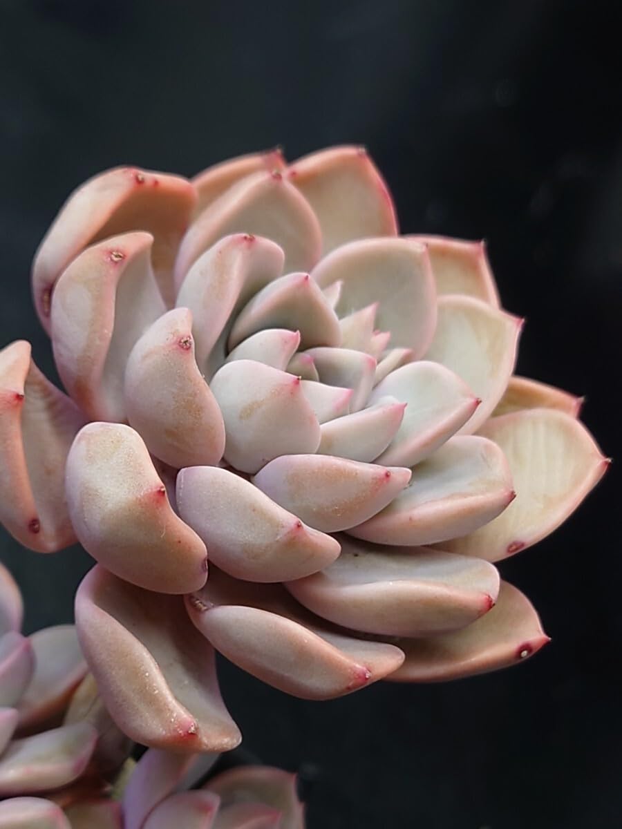 カット苗✨プリティインピンク錦♥️ カット苗✨プリティインピンク錦♥️ 【公式通販】